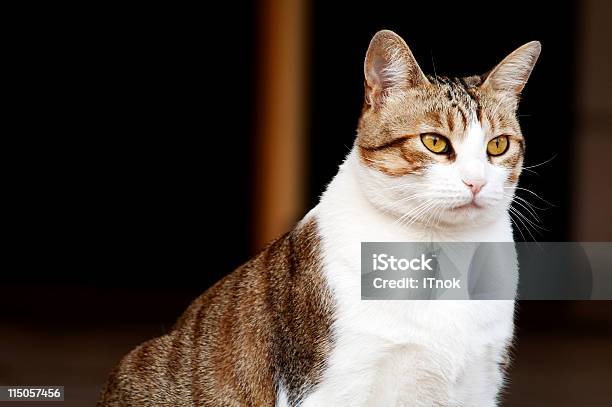 Fat Cat Stock Photo - Download Image Now - Animal, Close-up, Color Image