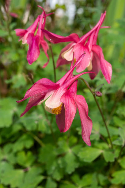 istock aquilegia flowers and leaves 1150574798