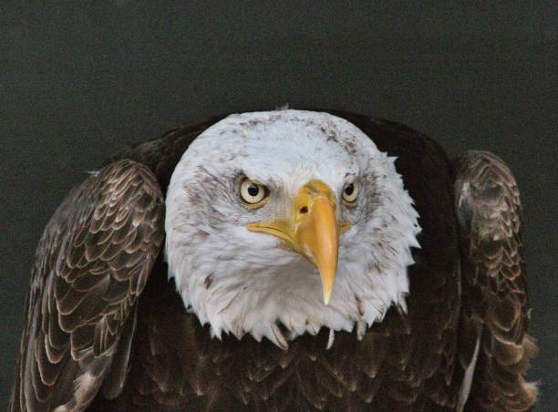 istock A close up of the head of a Bald Eagle 1150575421