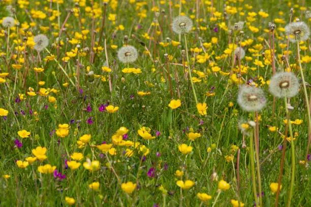 Common Vetch Amongst Dandelions in a summer meadow