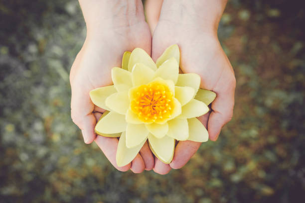 女性の手のひらは優しく大きな摘み黄色の水ユリの花を持ちます。また、ヨーロッパのスイレン、水のバラやネヌファールとして知られている nymphaea アルバ、。内側の平和の概念。 - abstract flower single flower yellow ストックフォトと画像