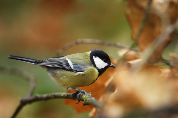 istock The great tit (Parus major)sit on branch in autumn 1150576178