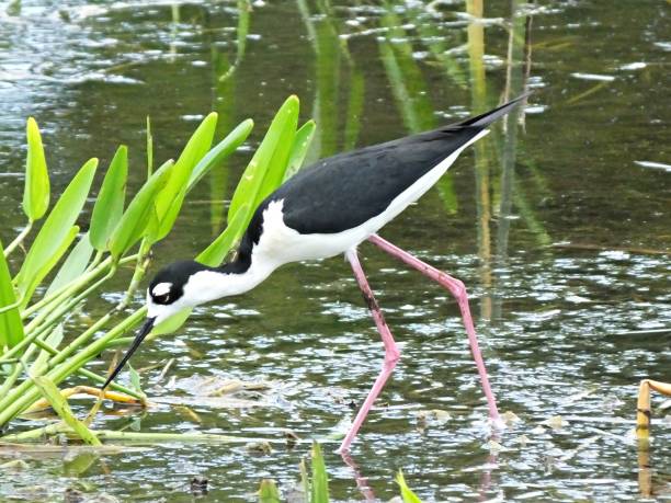 istock Black-necked Stilt (Himantopus mexicanus) foraging in the Florida wetlands 1150577437