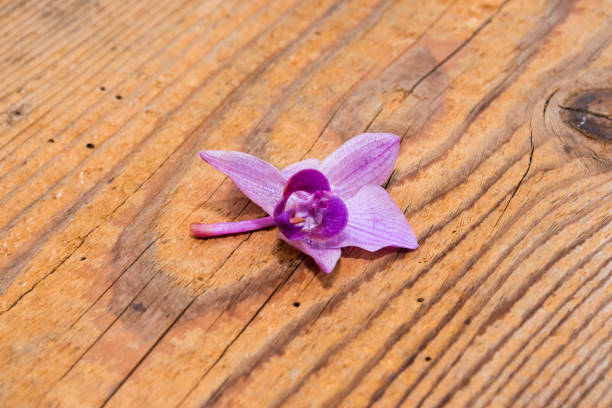 Purple orchid on wood table
