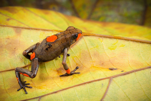 red bullseye dartfrog, Oophaga histrionica red bullseye dartfrog, Oophaga histrionica. A beautiful small poison dart frog from the jungle of Colombia. dendrobatidae stock pictures, royalty-free photos & images