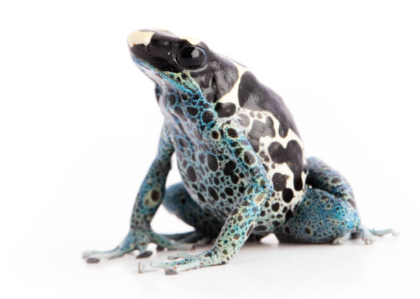 istock Dendrobates tinctorius Powder Blue Dyeing Poison Arrow Frog 1150577587
