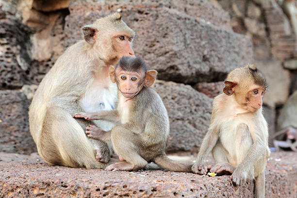 Familie der monkey – Foto