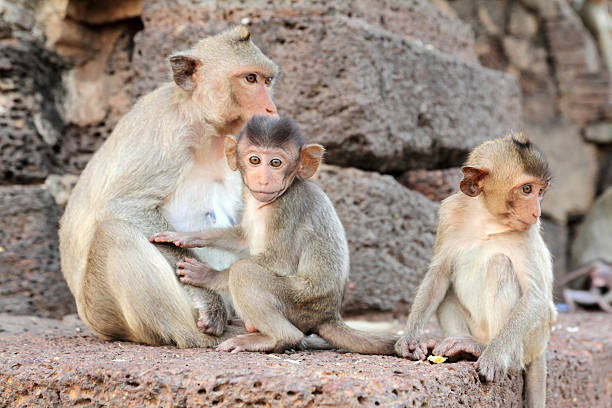 Famiglia di scimmia - foto stock