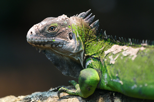 Close up portrait of a lesser Antillean iguana (igauana delicatissima)