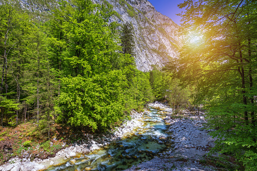 Beautiful colorful summer landscape with a stream and forest. The river in summer forest and the sun shining through the foliage. Summer nature landscape. Bohinj, Slovenia