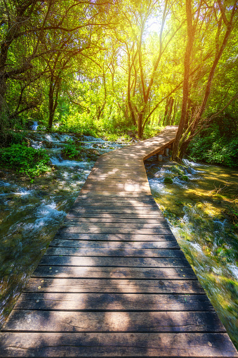 Krka national park wooden pathway in the deep green forest. Colorful summer scene of Krka National Park, Croatia, Europe. Wooden pathway trough the dense forest near Krka national park waterfalls.