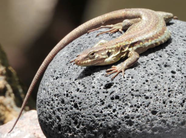 istock Canary lizard basking in the morning sun on egg shape black lava stone. 1150581784