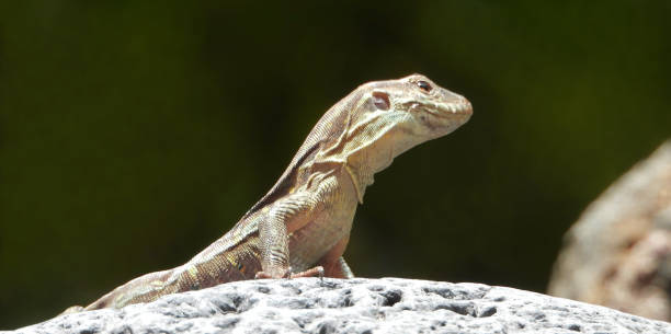 istock Beautiful Tenerife lizard (Gallotia galloti, female), Canary islands. 1150581948