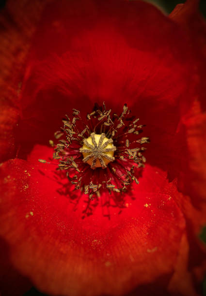 istock Red poppy flowers 1150582095