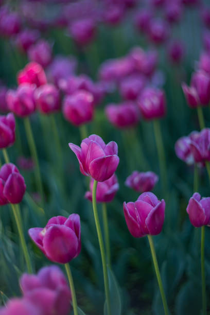 tulipani viola che sbocciano in primavera. messa a fuoco selettiva - flower bed plant spring selective focus foto e immagini stock