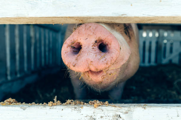istock Pig nose in pigsty, close up 1150583693