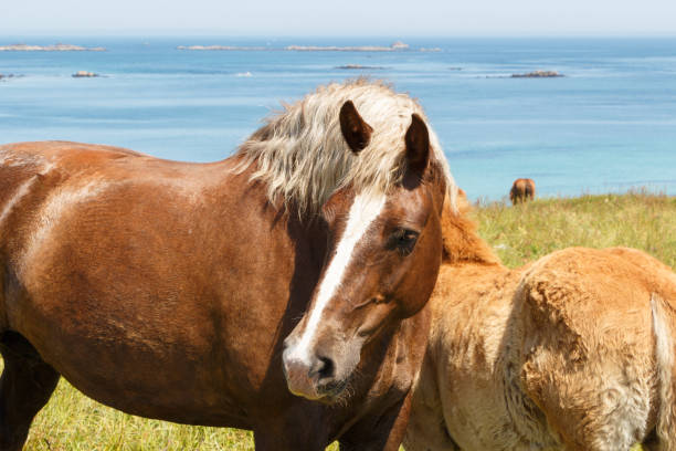 istock Trait Breton mare and her foal in a field in Brittany 1150583801