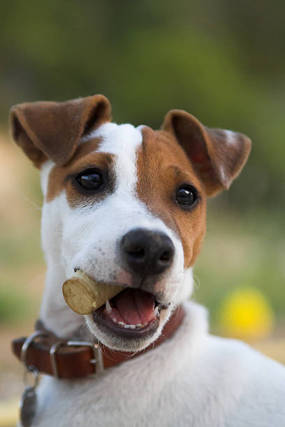 istock Dog, a cork in the mouth 115058523