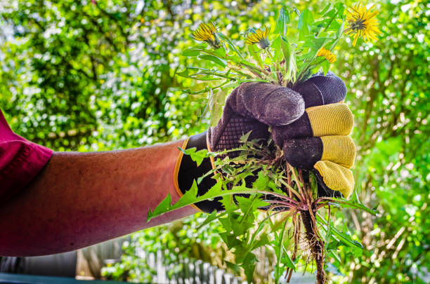 istock Gloved hand holding bunch of pulled dandelion plants with roots 1150585437