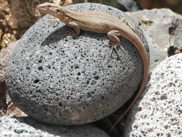 istock Charming Tenerife lizard (Gallotia galloti, female) on egg shape black lava stone. 1150586645