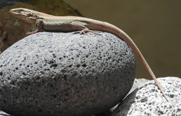 istock Graceful Tenerife lizard (Gallotia galloti, female) on egg shape black lava stone. 1150586670