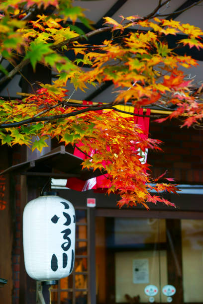 foglia d'acero dell'architettura tradizionale giapponese - japanese maple maple leaf leaf maple tree foto e immagini stock