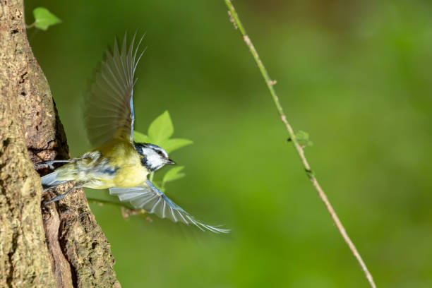 Leaping Blue Tit Colour wildlife portrait of Blue Tit leaping into flight from tree trunk leap of faith stock pictures, royalty-free photos & images