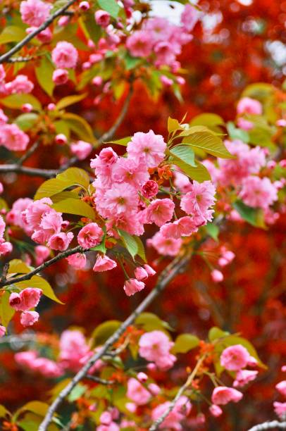 flores de cereja da mola - cherry blossom flower head spring flower - fotografias e filmes do acervo