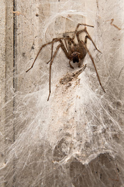 istock Spider waiting for food 115058901