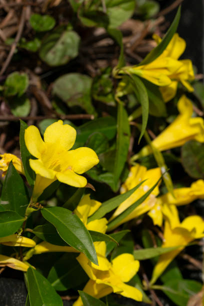 yellow flowers of gelsemium sempervirens yellow flowers of gelsemium gelsemium sempervirens stock pictures, royalty-free photos & images
