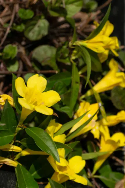 Photo of yellow flowers of gelsemium sempervirens