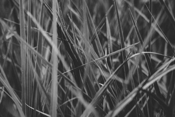 istock Close up of black and white grass 1150593041