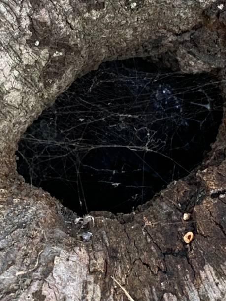 spiderweb en tree hole - tree hole bark brown fotografías e imágenes de stock