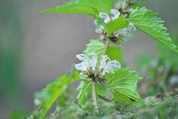 Lamium album L. var. barbatum
