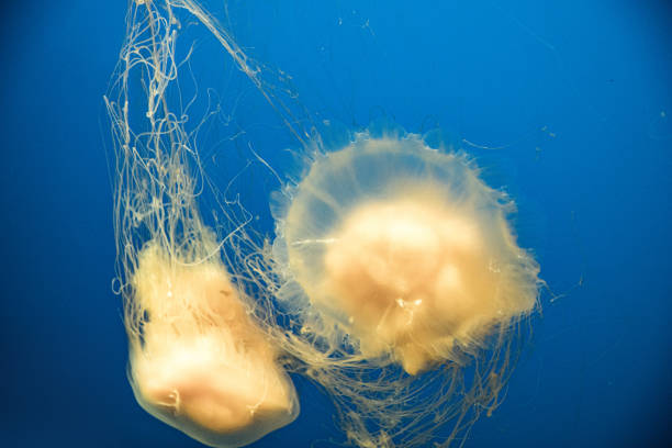 istock Jellyfish swimming into the deep blue sea 1150594261