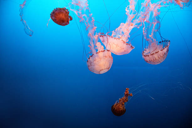 istock Jellyfish swimming into the deep blue sea 1150594299