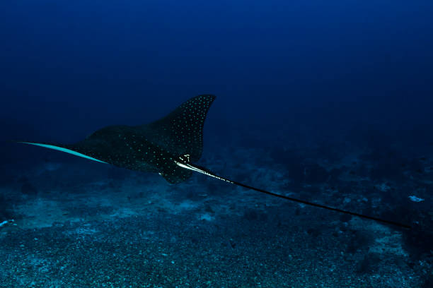 istock Spotted Eagle Ray Deep Down at the Bottom, Komodo National Park, Indonesia 1150595188