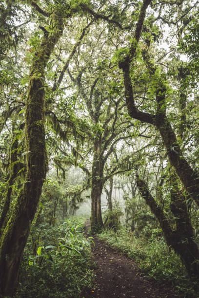 istock Path in mysterious forest with old huge trees covered with moss and lichen 1150597225