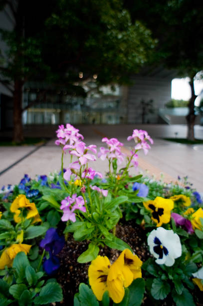 istock A planting under the tall buildings 1150598583