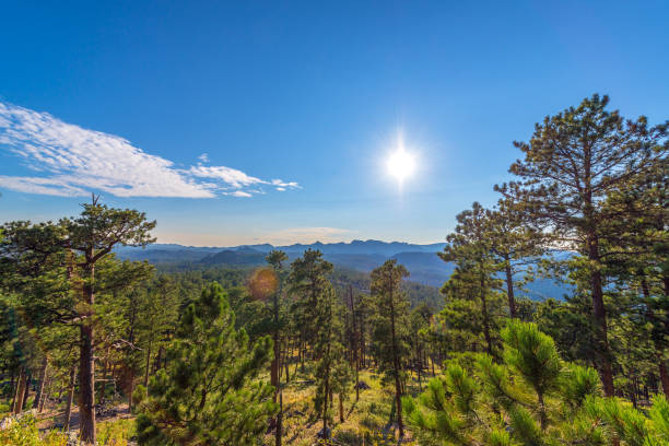 Custer State Park Landscape Densely forested landscape in Custer State Park in the Black Hills of South Dakota black hills national forest stock pictures, royalty-free photos & images