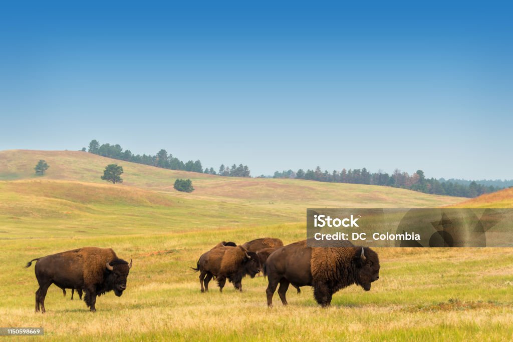 Herd of Buffalo View of bison in Custer State Park in the Black Hills in South Dakota Custer State Park Stock Photo