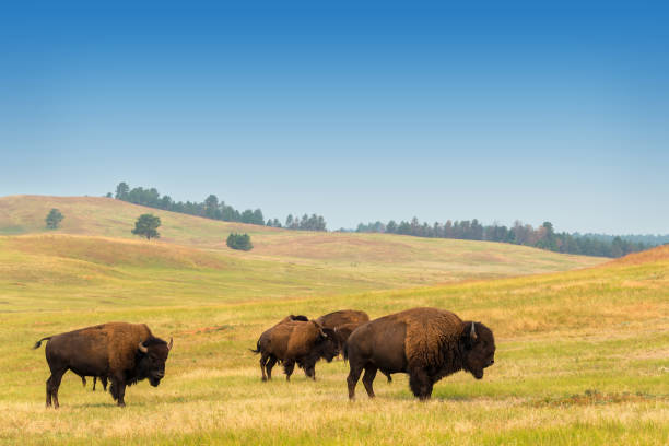 Herd of Buffalo View of bison in Custer State Park in the Black Hills in South Dakota custer state park stock pictures, royalty-free photos & images