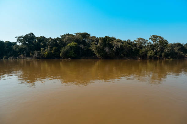 istock landscape of river and jungle 1150598938