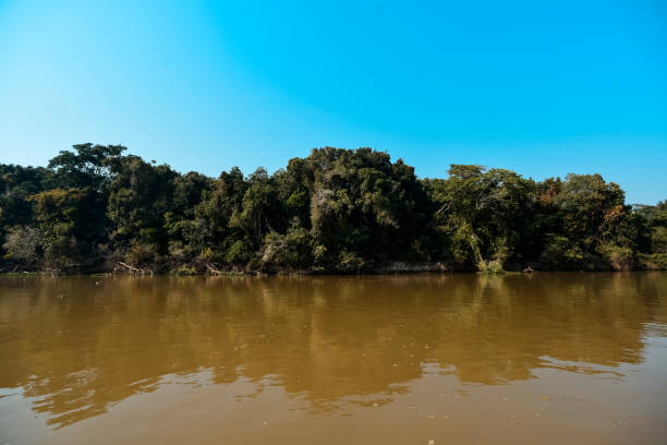 istock landscape of river and jungle 1150598994