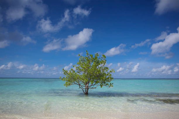 istock White sandy beach and clear blue sky view 1150602601