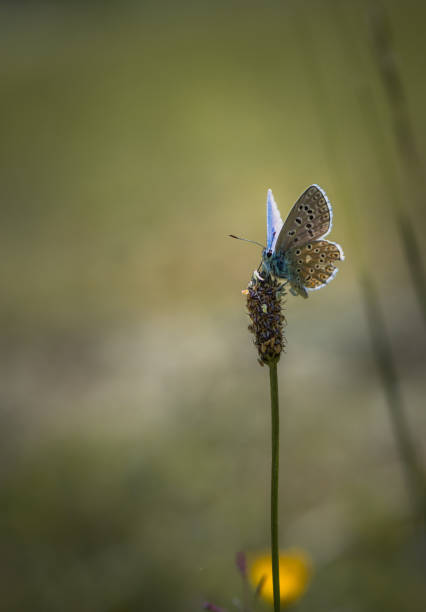 istock Butterfly in the nature 1150602673