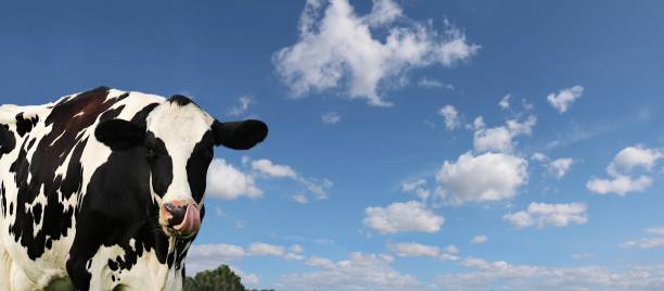 Black and white speckled cow face with pretty blue sky