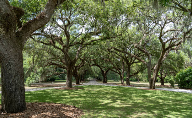 Live Oak Trees path Taken 2019 tree lined driveway stock pictures, royalty-free photos & images
