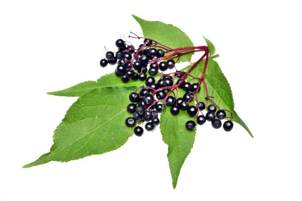 Twig with elderberry and a leaf isolated Twig with elderberry and a leaf lying on a white background elderberry photos stock pictures, royalty-free photos & images