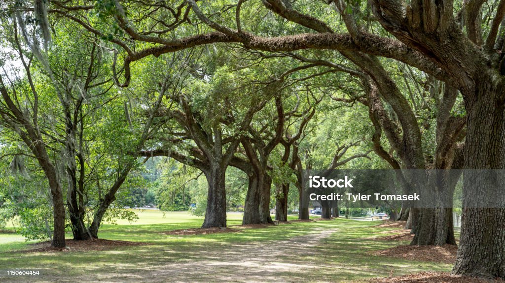 Live Oak Trees Spanish Moss Path Taken 2019 South Carolina Stock Photo